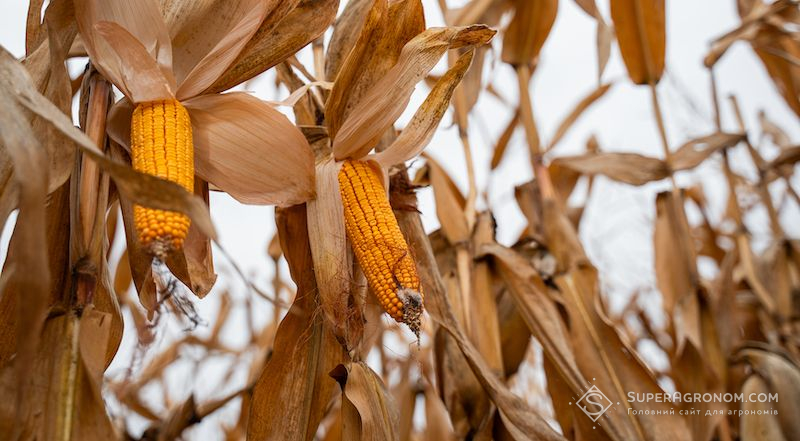 Качани кукурудзи