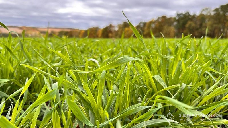 Посіви озимого жита