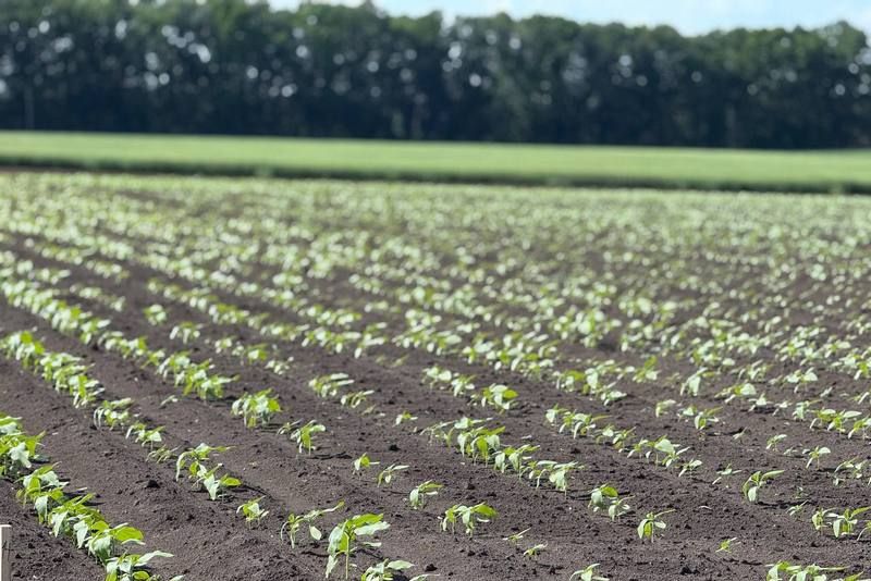 Посів соняшника у фазі 3-5 листків