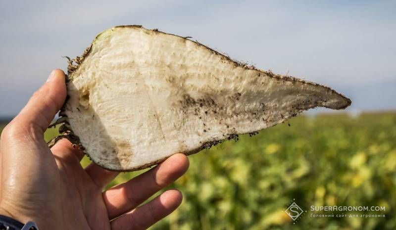 Урожайність 100 т/га цукрового буряка — генетика пропонує, технологія реалізовує