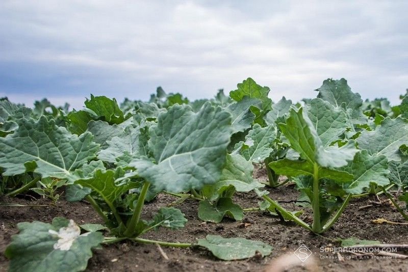 Озимий ріпак Озимий ріпак