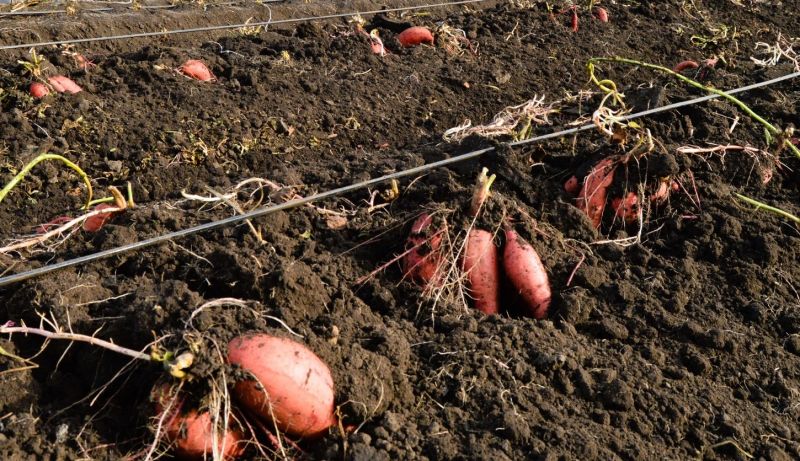 Як вирощувати та зберігати батат? Топ порад від Павла Булгакова Як вирощувати та зберігати батат? Топ порад від Павла Булгакова