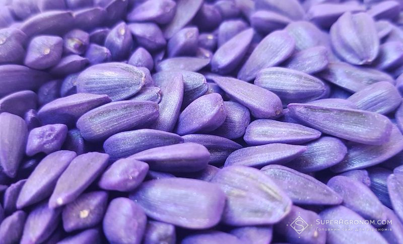 Охорона прав на сорти: що допоможе українському насінництву інтегруватися в ЄС Охорона прав на сорти: що допоможе українському насінництву інтегруватися в ЄС