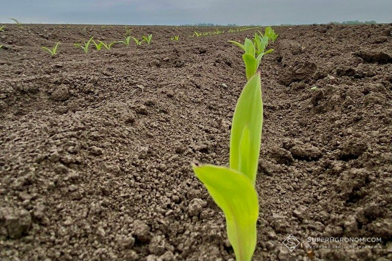 Кукурдза у фазі двох листків Кукурдза у фазі двох листків