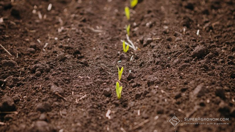 Мистецтво живлення рослин: Оптимізація азотного живлення з урахуванням цін на добрива і змін клімату