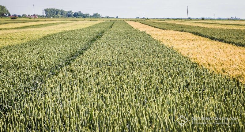 Вітчизняна селекція в Україні: проблеми та шляхи збереження