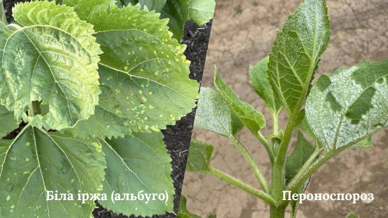 Біла іржа (альбуго) — хвороба соняшнику, ріпаку та інших культур, що вміє маскуватися. Особливості і контроль