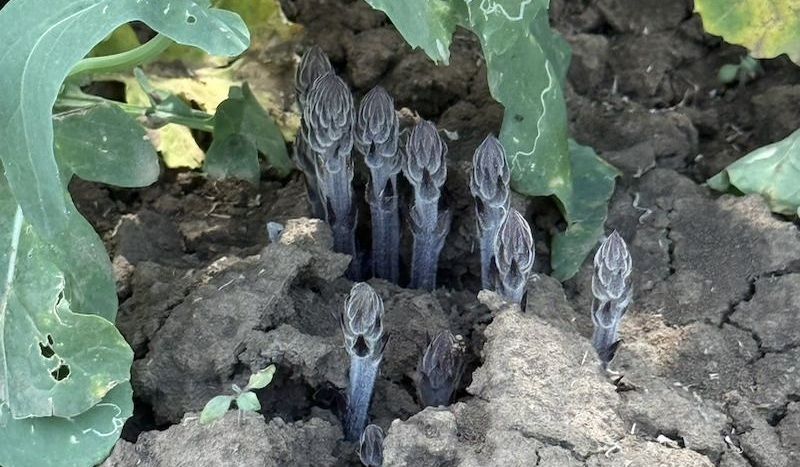 Вовчок в посівах ріпаку Вовчок в посівах ріпаку