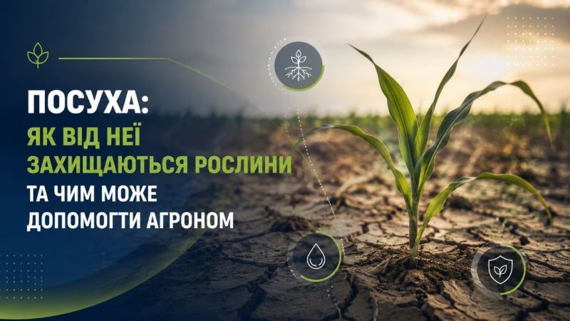 Посуха: як від неї захищаються рослини та чим може допомогти агроном
