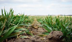 АгроПолігон Сварог Вест Груп: Вирощування озимої пшениці. Виїзд №1