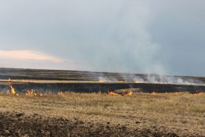 В Україні масово випалюють поля