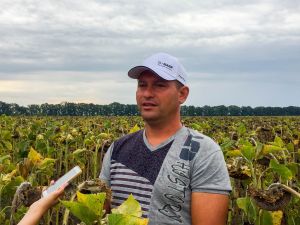 Соняшник в Миколаївській області в господарствах МТД-Основа та Орбіта
