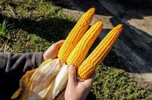 Кукурудза в господарствах ТАК-Агро і Агролайн-Україна