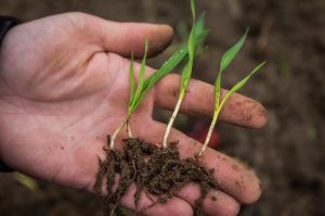 АгроПолігон КВС-УКРАЇНА: Озиме жито в господарстві Тетірське, виїзд 12 жовтня
