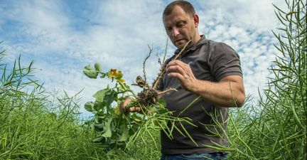 Святослав Гриневич оглядає посіви озимого ріпаку в господарстві «Агро-Еко ХХІ»