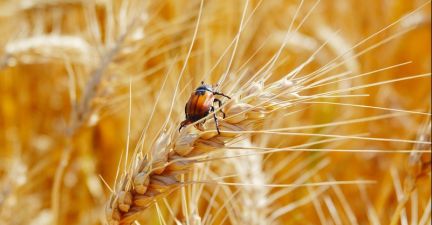 Пшениця на полях господарства «Альфа Фарм»
