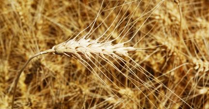 Пшениця на полях Каховського структурного підрозділу компанії «Таврійська Перспектива»