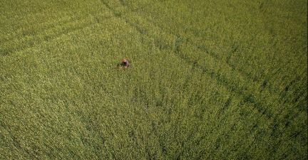 Жито в ТОВ "Вега Агро"