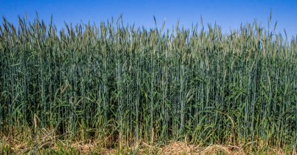 Жито в ТОВ "Вега Агро"