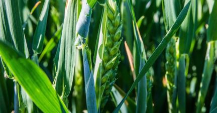 Яра пшениця (підзимовий посів)