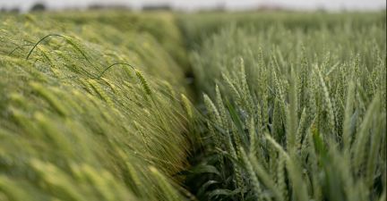 Дослідні ділянки з сортами озимих ячменю та пшениці DSV
