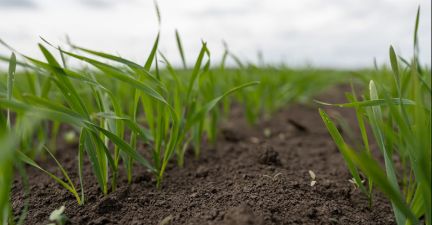 Сходи ярої пшениці у ТОВ Біріт-Надія
