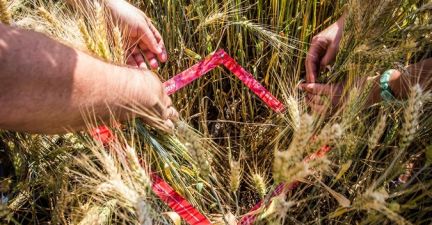 Визначення густоти пшениці