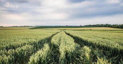 Посіви пшениці в Богодухів-1 