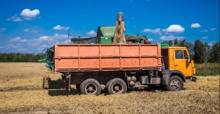 Обмолочене жито висипається в зерновоз