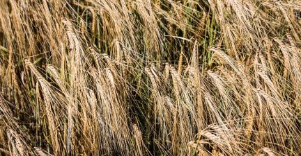 Посіви пшениці озимої в Лампка Агро
