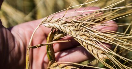 Посіви пшениці озимої в Лампка Агро