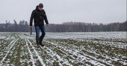 Посіви озимого жита гібриду ГУТТІНО на полі СТОВ «Тетірське»