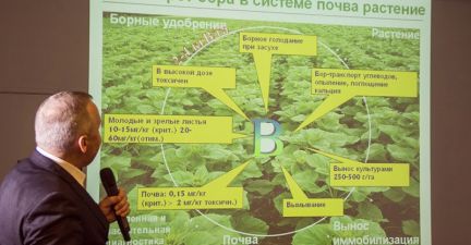 Калін Цуркан розповідає про кругообіг бору в системі ґрунт-рослина
