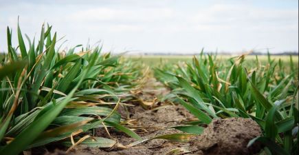 АгроПолігон Сварог Вест Груп: Вирощування озимої пшениці. Виїзд №1
