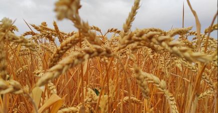 Озима пшениця в Хaрківській облacті — AгроЕкспедиція Пшениця