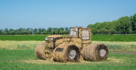 Міжнародний День поля в Миронівському інституті пшениці ім. В.М. Ремесла 16.06.2017 р.