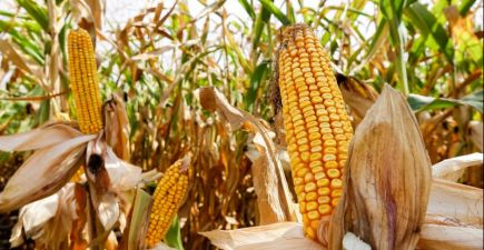 День Поля Monsanto, Житомирська область