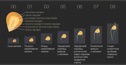Кукурудза. Макростадія 0. Проростання