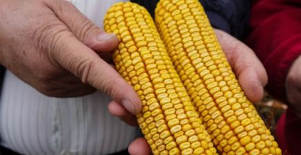 Кукурудза в господарствах Мрія та Світанок в Сумській області