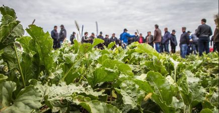 Огляд поля цукрових буряків селекції Sesvanderhave