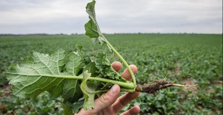 АгроПолігон КВС-УКРАЇНА: Ріпак у господарстві Соломія, виїзд 12 жовтня
