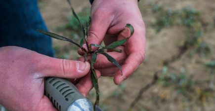 Огляд рослин на наявність хвороб