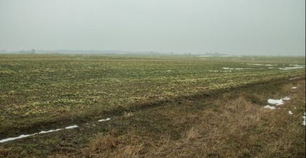Озимий ріпак у господарстві «Соломія»
