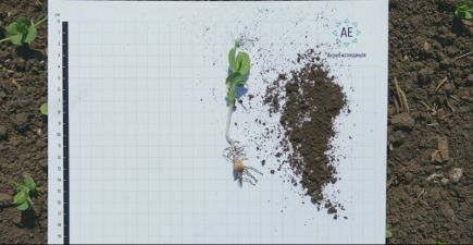 Весняна посівна на Черкащині: Дніпро, Аскольд-Агро та Батьківщина Шевченка