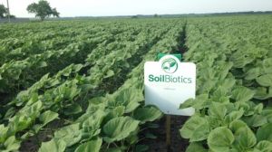 SoilBiotics пропонує інноваційні рішення для українського землеробства