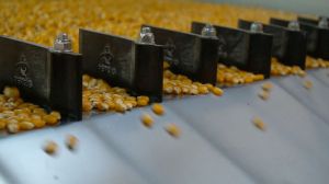 Калібрування насіння кукурудзи на ЛНЗ