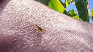 Кукурудзяний жук: методи виявлення та боротьби (американський досвід)