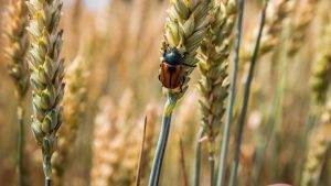 Хлібний жук на колосі пшениці