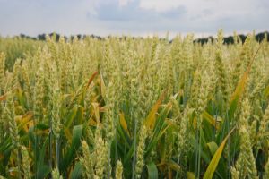 Рослини пшениці після ураження ВЖКЯ у період відновлення вегетації