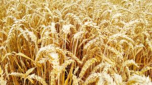 Посіви озмої пшениці